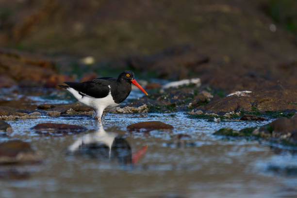 istock Magellanic Oystercatcher feeding 1452904854