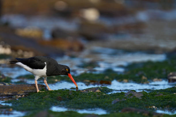 istock Magellanic Oystercatcher feeding 1452905028
