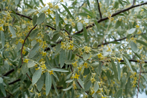 istock very fragrant elaeagnus tree, elaeagnus blooming in spring, 1452905116