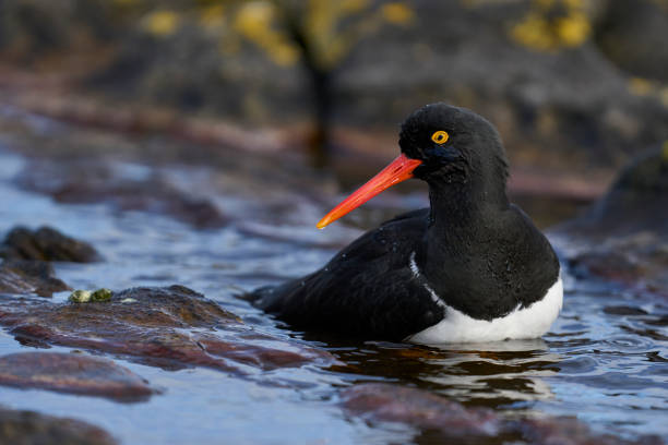 istock Magellanic Oystercatcher bathing 1452905181