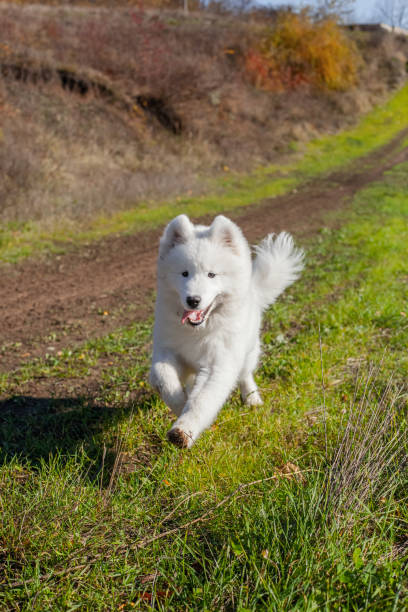 istock Samoyed runs towards a man in the park in autumn 1452905306