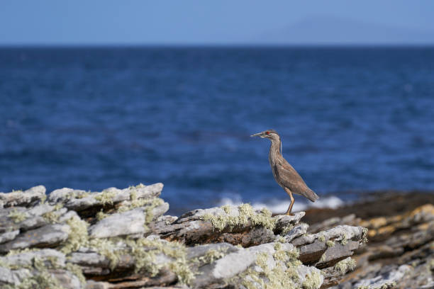 黒い冠の夜のヘロン - heron night heron island water ストックフォトと画像