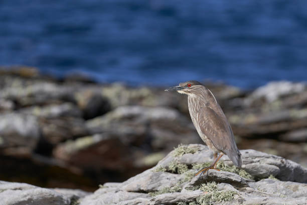 黒い冠の夜のヘロン - heron night heron island water ストックフォトと画像