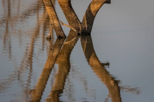 istock View of a lead wood tree reflection on a lake 1452905592