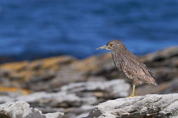 黒い冠の夜のヘロン - heron night heron island water ストックフォトと画像