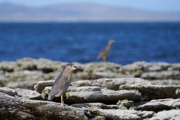 黒い冠の夜のヘロン - heron night heron island water ストックフォトと画像