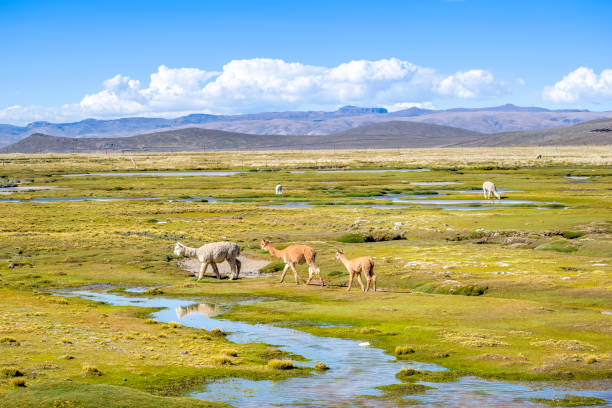 Arequipa, Peru - Peru, April 18, 2022;: Wild alpacas grazing on a field in Colca Canyon near Arequipa, Peru.
