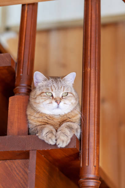 istock Cat on the refrigerator, the cat looks down from the evening 1452906422