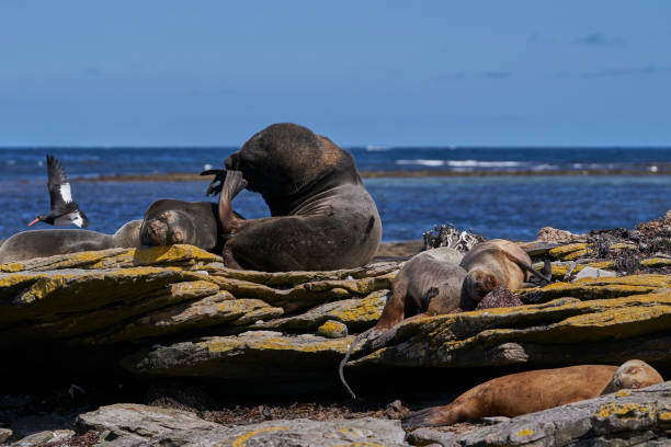 istock Southern Sea Lion 1452906425