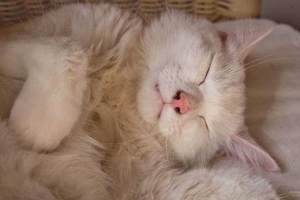 istock Portrait of an adorable fluffy sleeping white cat 1452906560