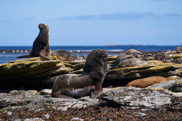 istock Southern Sea Lion 1452906603