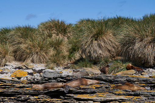 Group of Southern Sea Lion (Otaria flavescens) on the coast of carcass Island in the Falkland Islands.