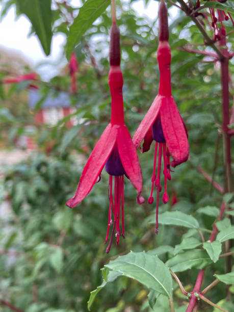 istock flower hardy fuchsia 1452908447