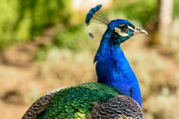 istock Close up of a Peacock Bird - Indian Peafowl 1452908596
