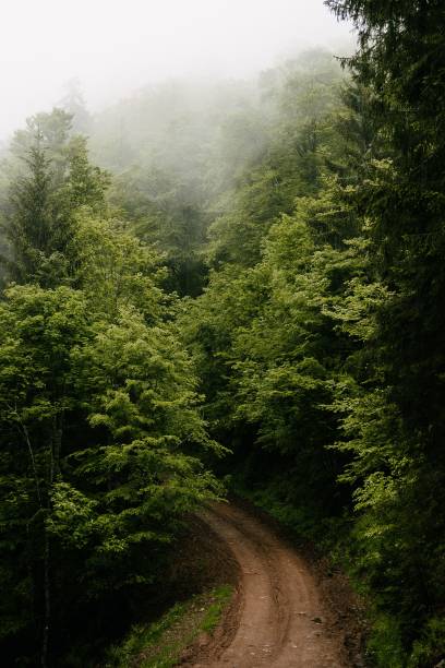 istock Vertical shot of a path surrounded by pine trees. Schwarzwald, Germany 1452909738