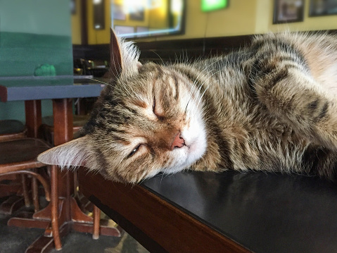 Cat sleeping on cafe table with coffee shop background