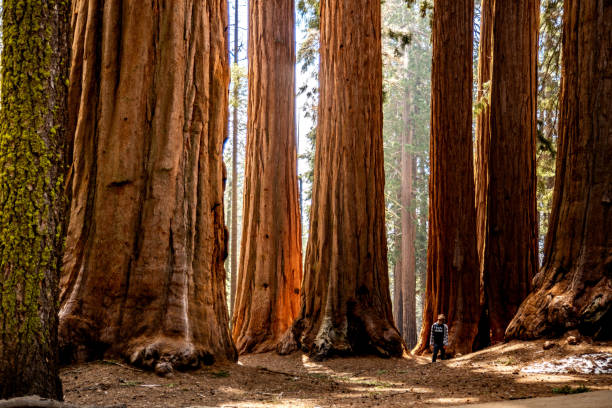 zwischen den mammutbäumen stehen - sequoiabaum stock-fotos und bilder