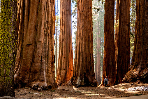 Standing in a grove of Sequoias in Sequoia National Park