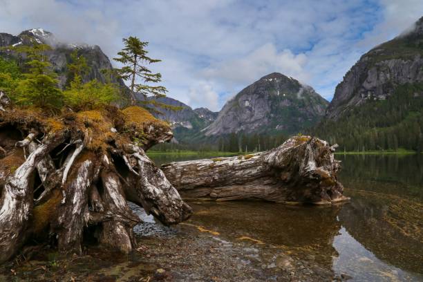 istock Scenic view of a lake reflecting tree roots covered with green moss against mountains 1452911249