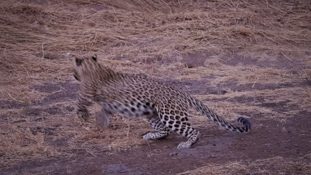 Young Leopard runs off into the forest
