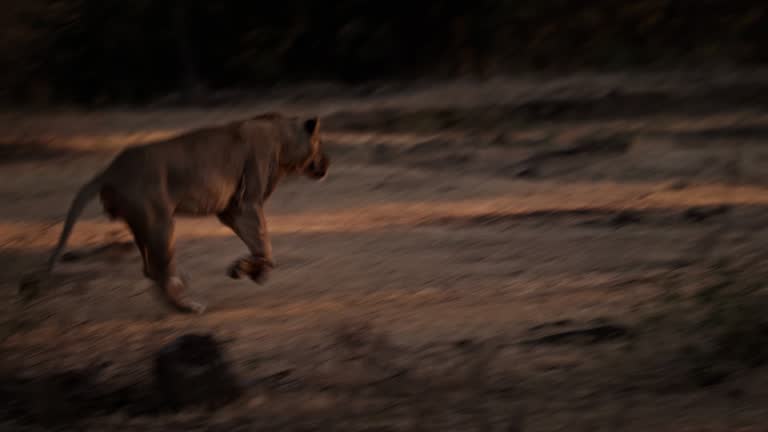 A young male Lion running towards a female lion attacking