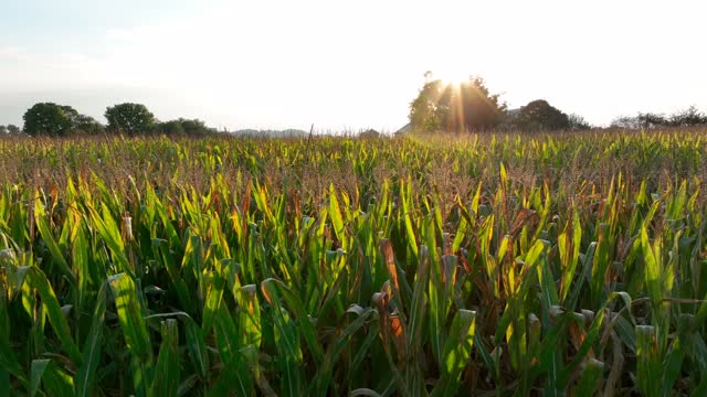 Ethanol clean energy source. Corn field tassels in late summer sunset. Truck shot.