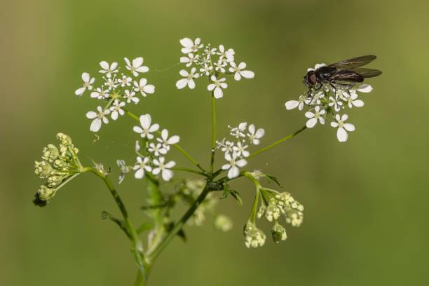 istock Closeup of a fly perched on white flowers in sunlight 1452912835