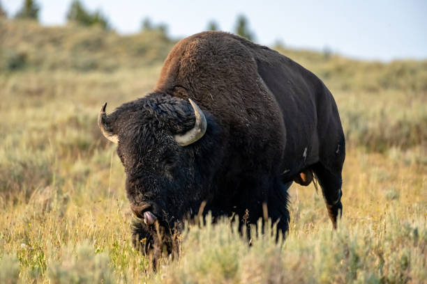 istock Muddy Male Bison Licking Its Nose 1452914173
