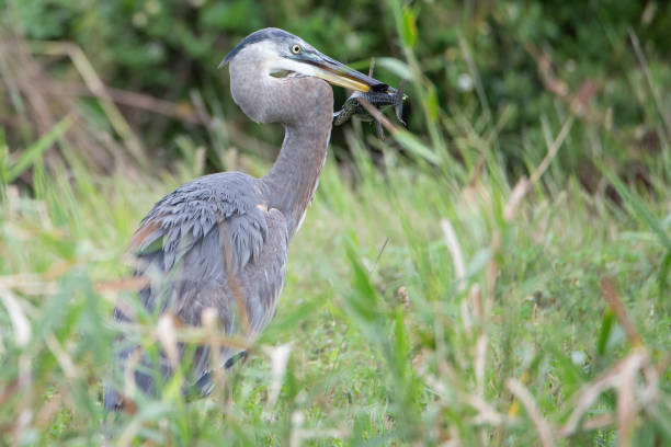 istock Great Blue Heron with a fish he just caught 1452914985