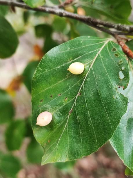 istock Beech leaf on a branch with two Mikola Fagi midge galls on it. Vertical close-up. 1452915044