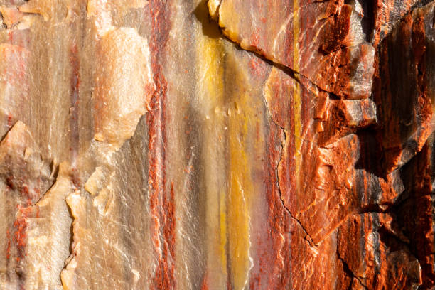 strisce di arancione e giallo nel dettaglio del legno pietrificato - legno fossile foto e immagini stock