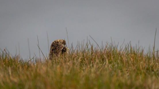 A closeup of a brown bird grooming itself in the meadow against the gray background.