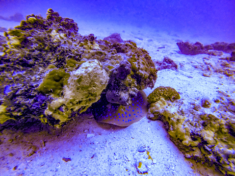 Spotted ray in the reefs of the Red Sea in Saudi Arabia of the coast of Jezan