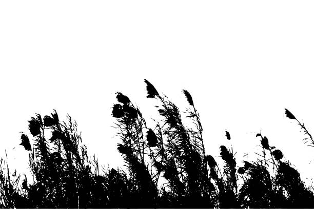 istock Trees Saccharum spontaneum flowers or kans grass silhouette vector artwork illustrations 1452915548