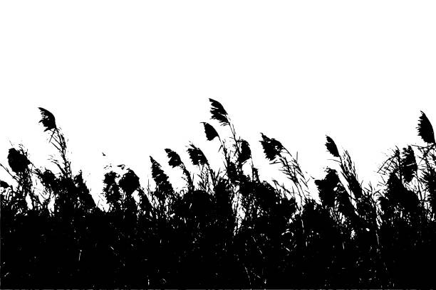 istock Trees Saccharum spontaneum flowers or kans grass silhouette vector artwork illustrations 1452915557