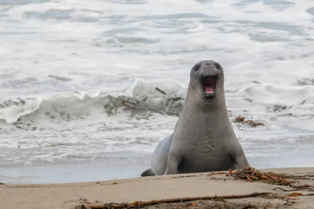 istock Young Elephant Seal Pops Up to Bark On California Coast 1452915742