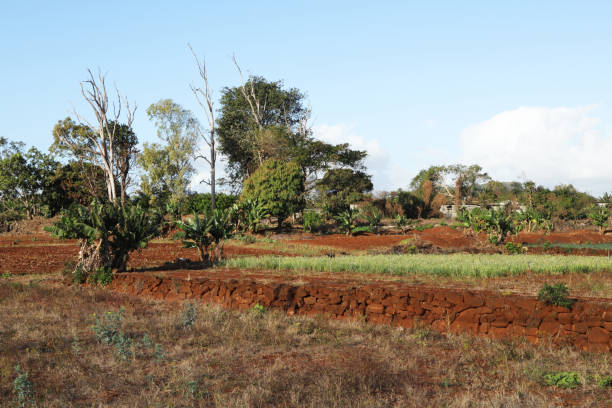 istock Agriculture, Mauritius, Indian Ocean, Africa 1452916763