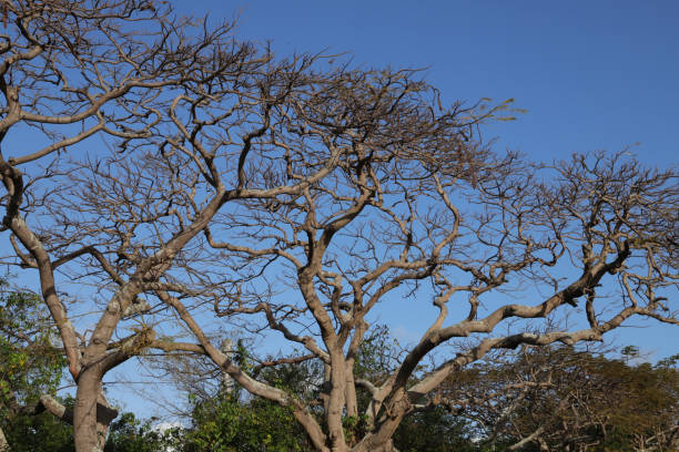 istock Flamboyant Trees, Mauritius, Indian Ocean, Africa 1452916821