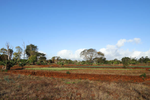 istock Agriculture, Mauritius, Indian Ocean, Africa 1452916895