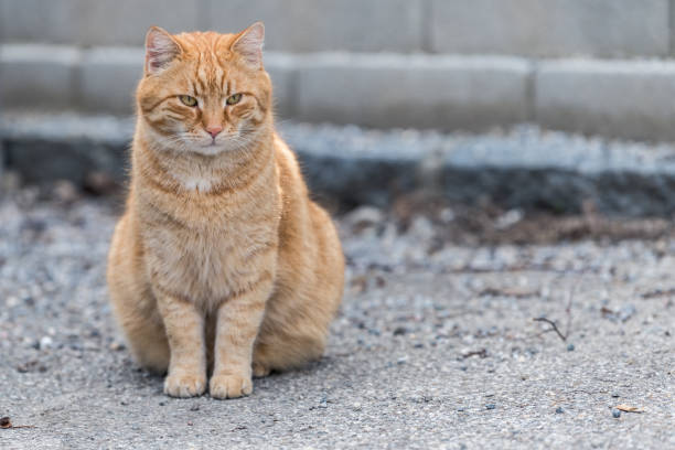 istock cat with red fur in open nature 1452917039