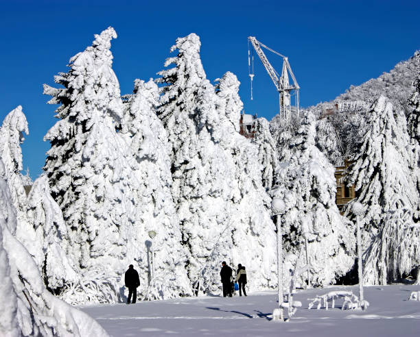 istock Tall fir trees covered snow 1452918317