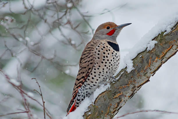 istock Northern Flicker in the Snow 1452918382