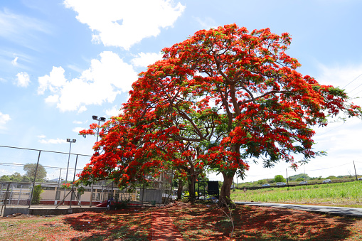Gros Cailloux, Mauritius - December 05, 2022: Flowering Flame Tree or Flamboyant in Gros Cailloux, Mauritius.
