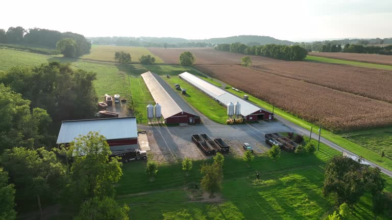 Chick house poultry barns in USA. Aerial view of surrounding farmland for poultry grower farmer.