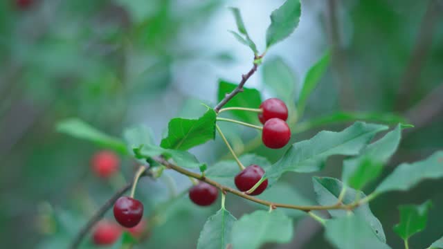 Ripe red cherries hanging on cherry tree branch with blurred background. Selective focus