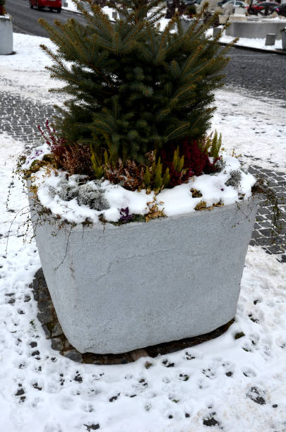 istock A gray flower pot is a rectangular shape, flowerpot with flowering perennials in a square or on a street in a park. road barrier from steel, concrete, sage, heather, bollard granite cylinder, sunny 1452921056
