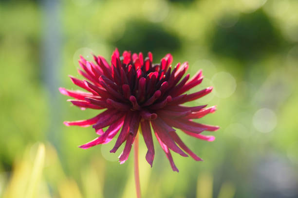 Close up of a red cactus dahlia with a bokeh background