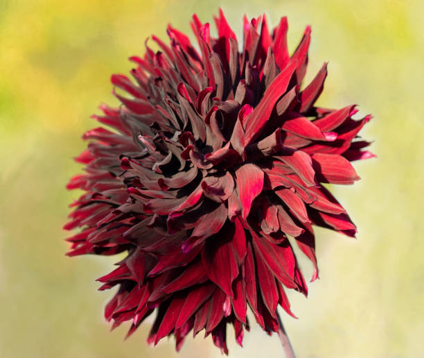 Close-Up of a burgundy red 'Black Jack' Dahlia flower