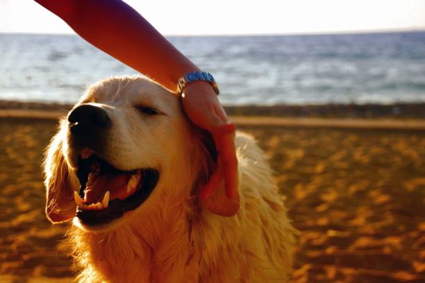 A hand petting a cute dog in the beach at sunset