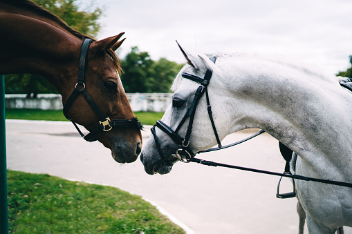 Female rancher kissing horse.